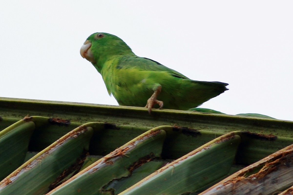 Riparian Parrotlet - ML471461081
