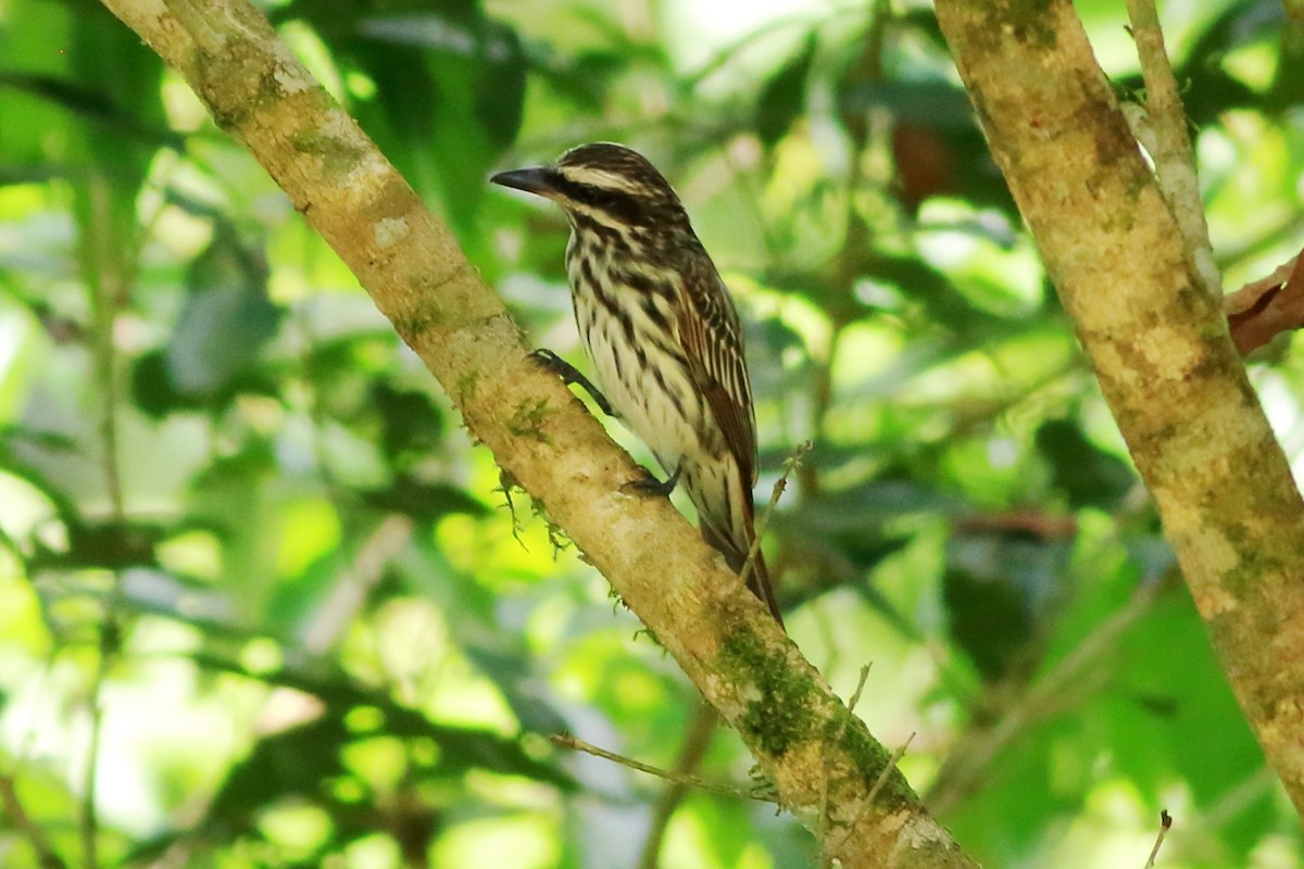 Streaked Flycatcher - ML471461141