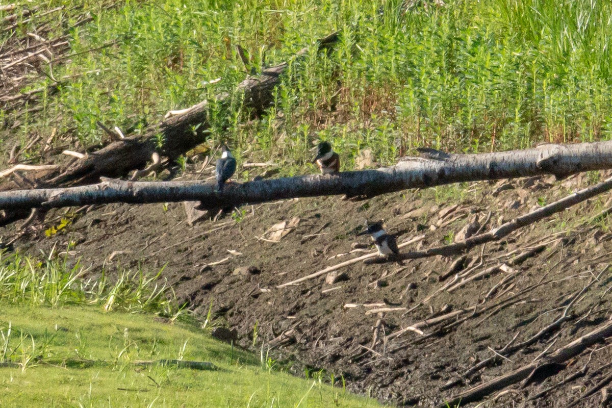 Belted Kingfisher - ML471461281