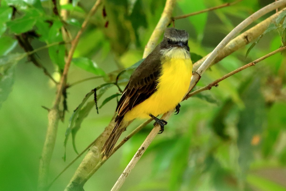 Gray-capped Flycatcher - ML471461341