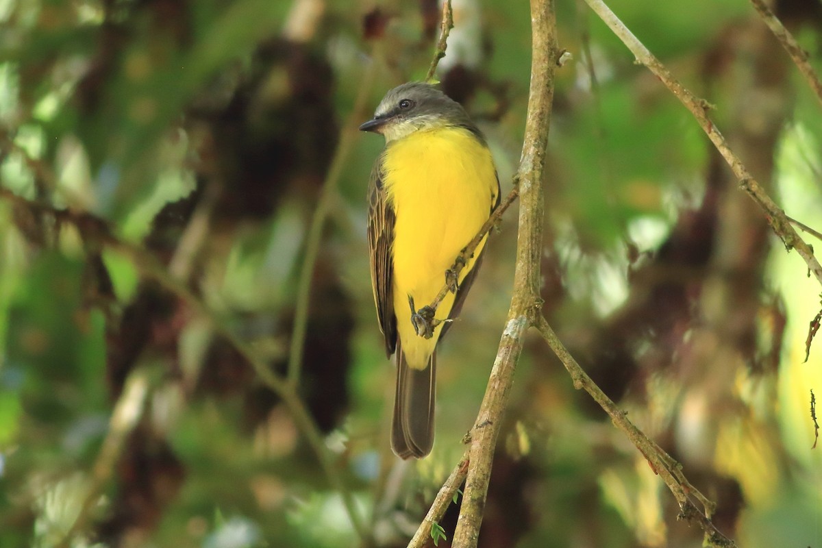 Gray-capped Flycatcher - ML471461361