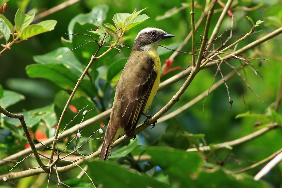 Social Flycatcher - ML471461391