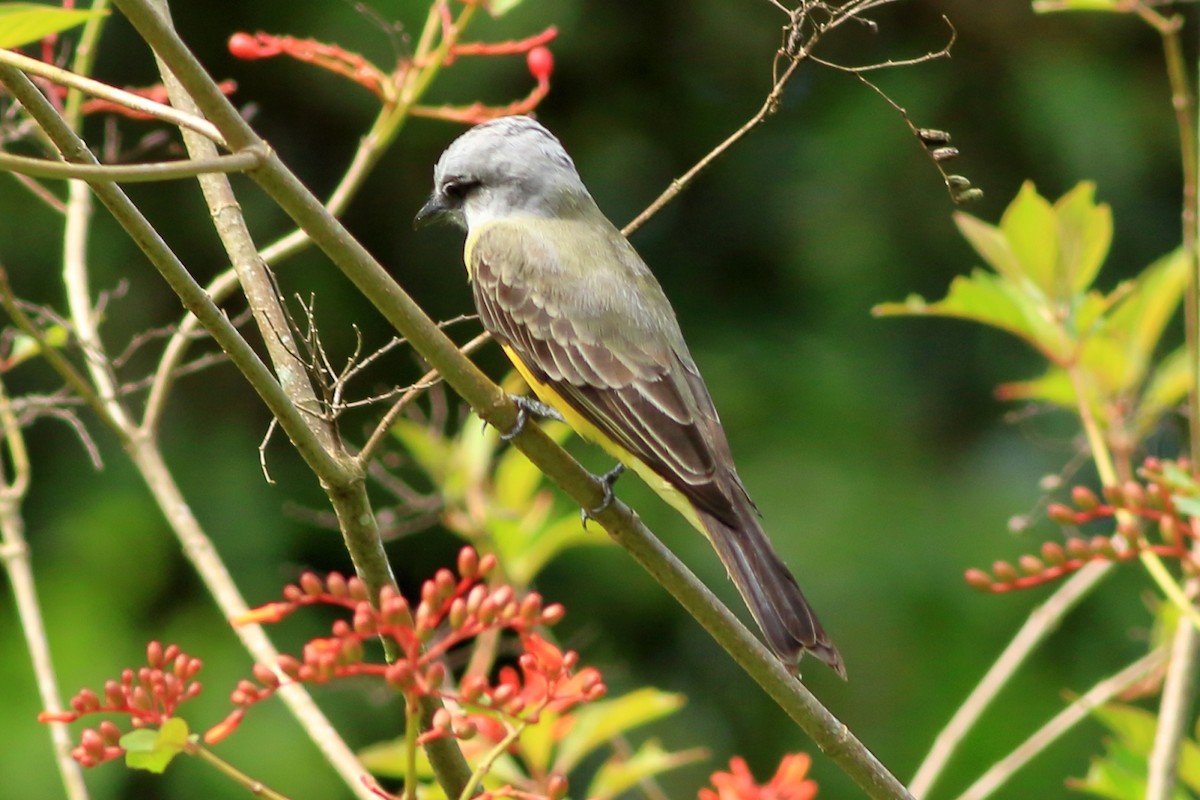 Tropical Kingbird - ML471461471