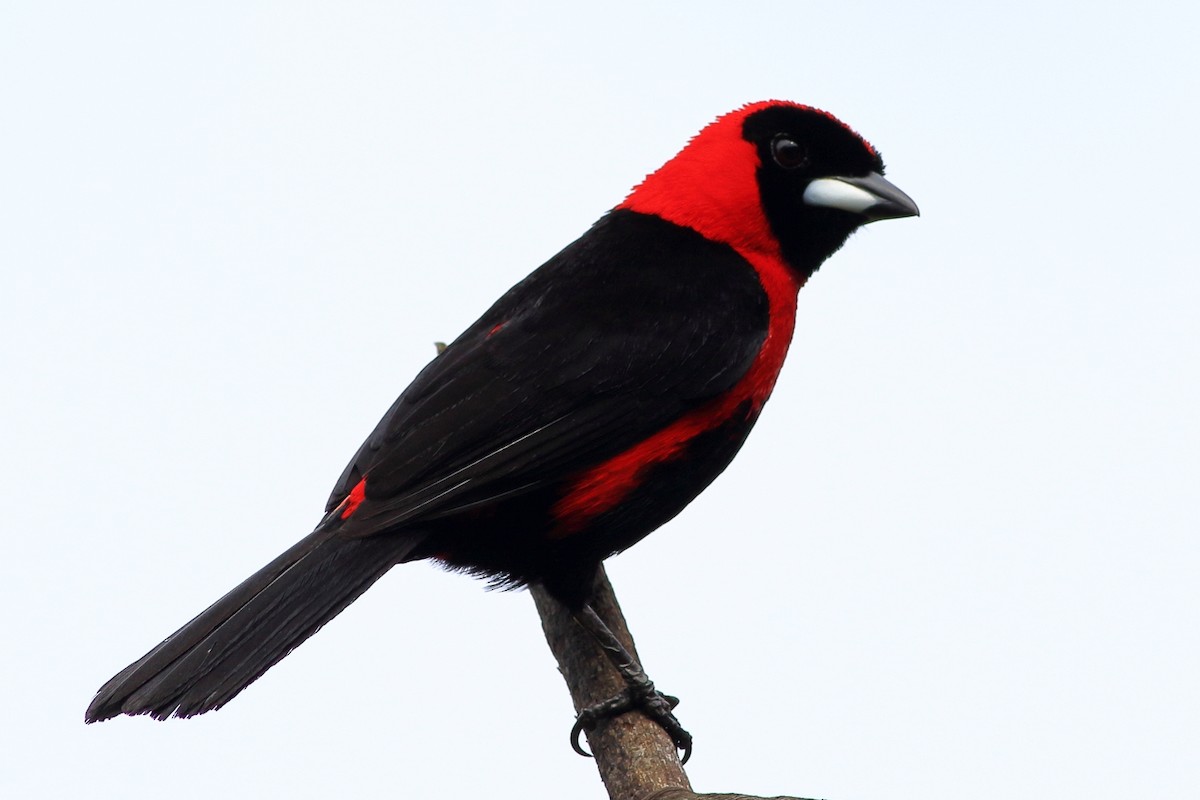 Masked Crimson Tanager - ML471461531