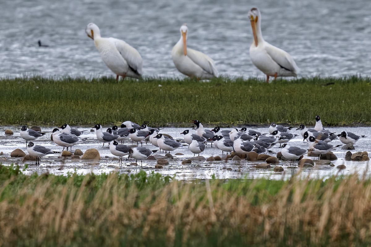 Franklin's Gull - ML471461731