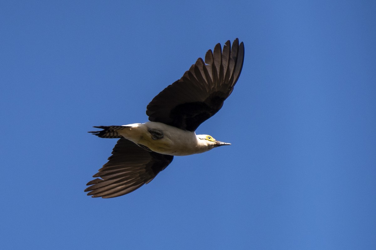 White Woodpecker - ML471462391