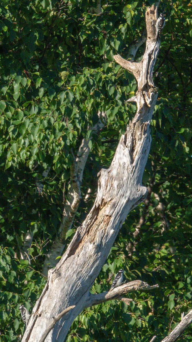 Downy Woodpecker - ML471462951