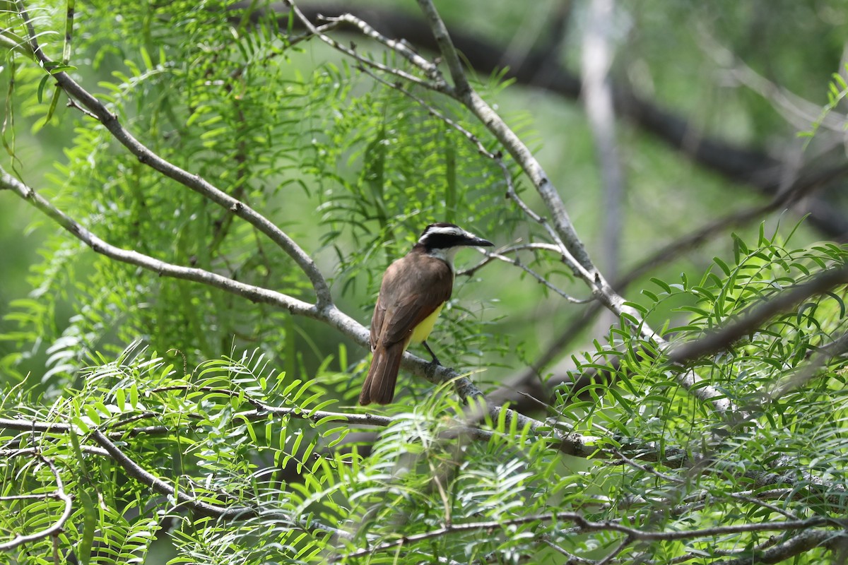 Great Kiskadee - ML471463181