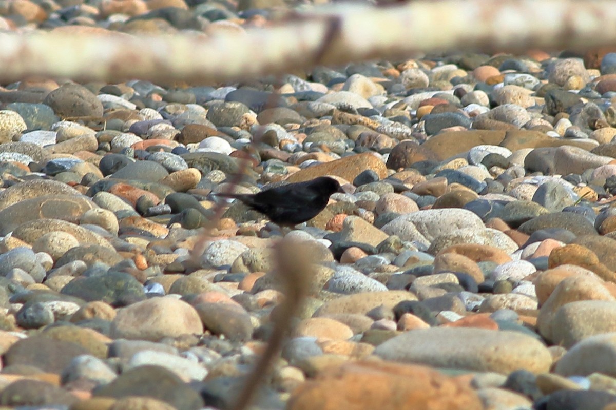 Shiny Cowbird - ML471463311