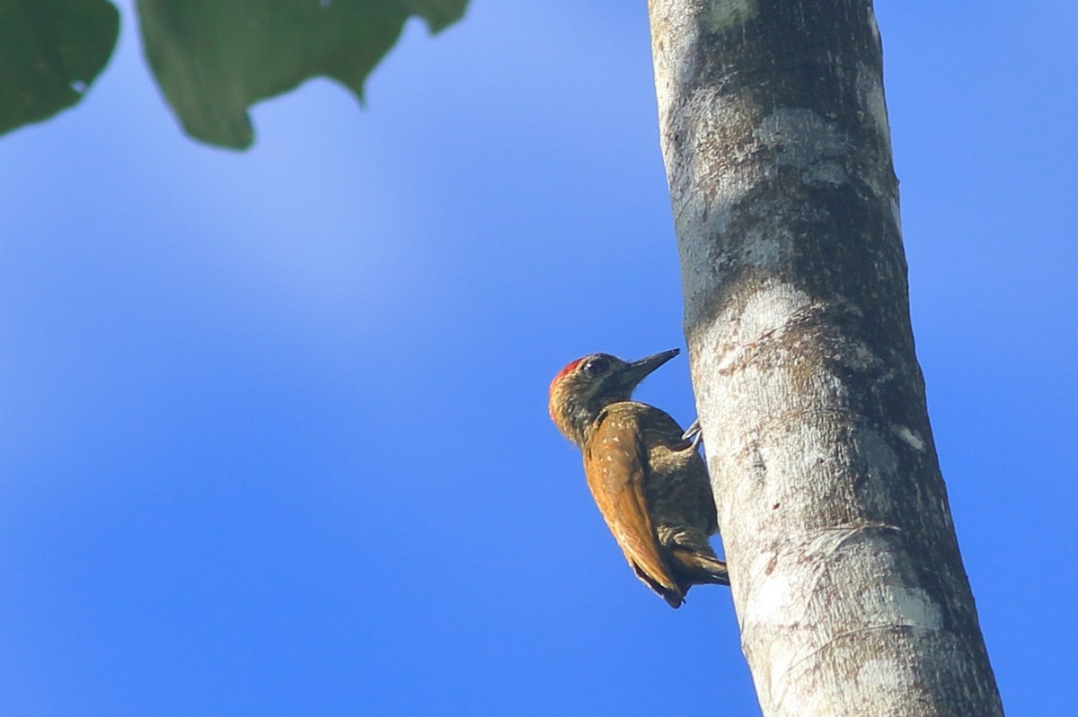 Little Woodpecker - ML471463391