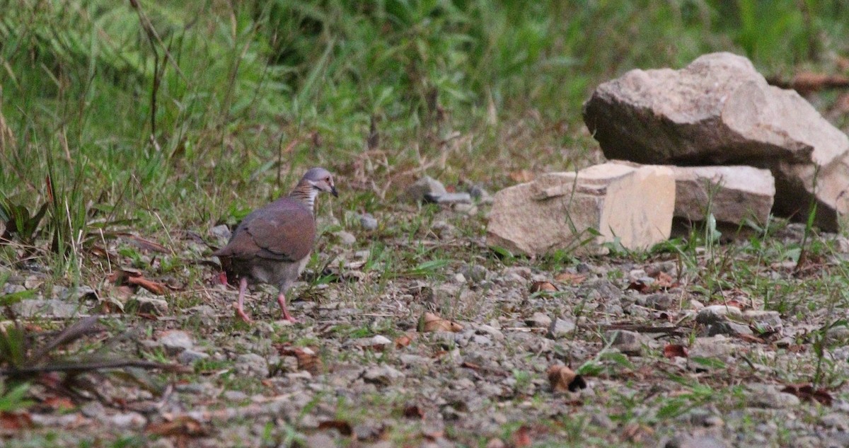 White-throated Quail-Dove - ML471465091