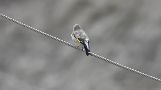 European Goldfinch - ML471465101