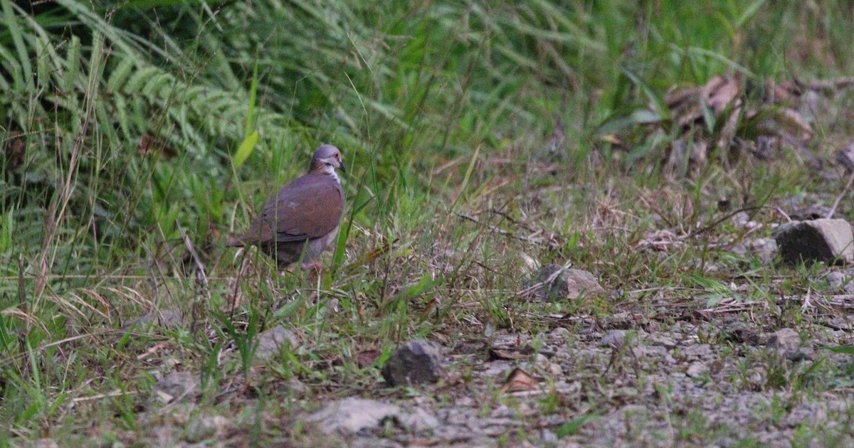 White-throated Quail-Dove - ML471465161