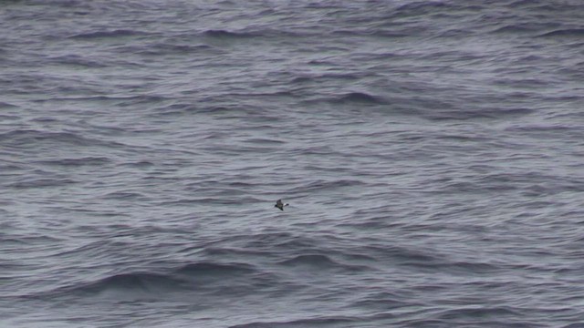 Black-bellied Storm-Petrel - ML471466151