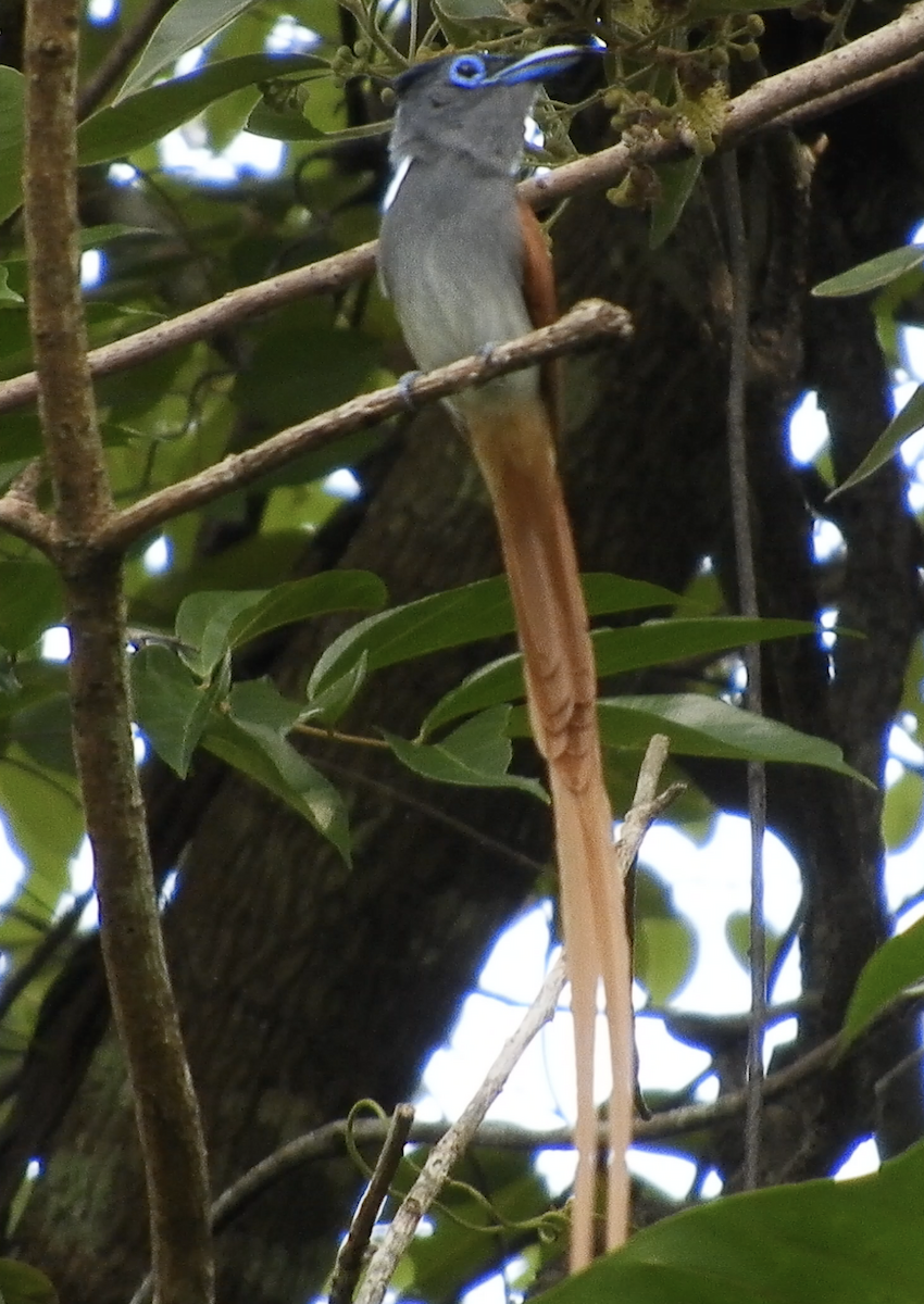 Blyth's Paradise-Flycatcher - Jeerapa Sookgaew