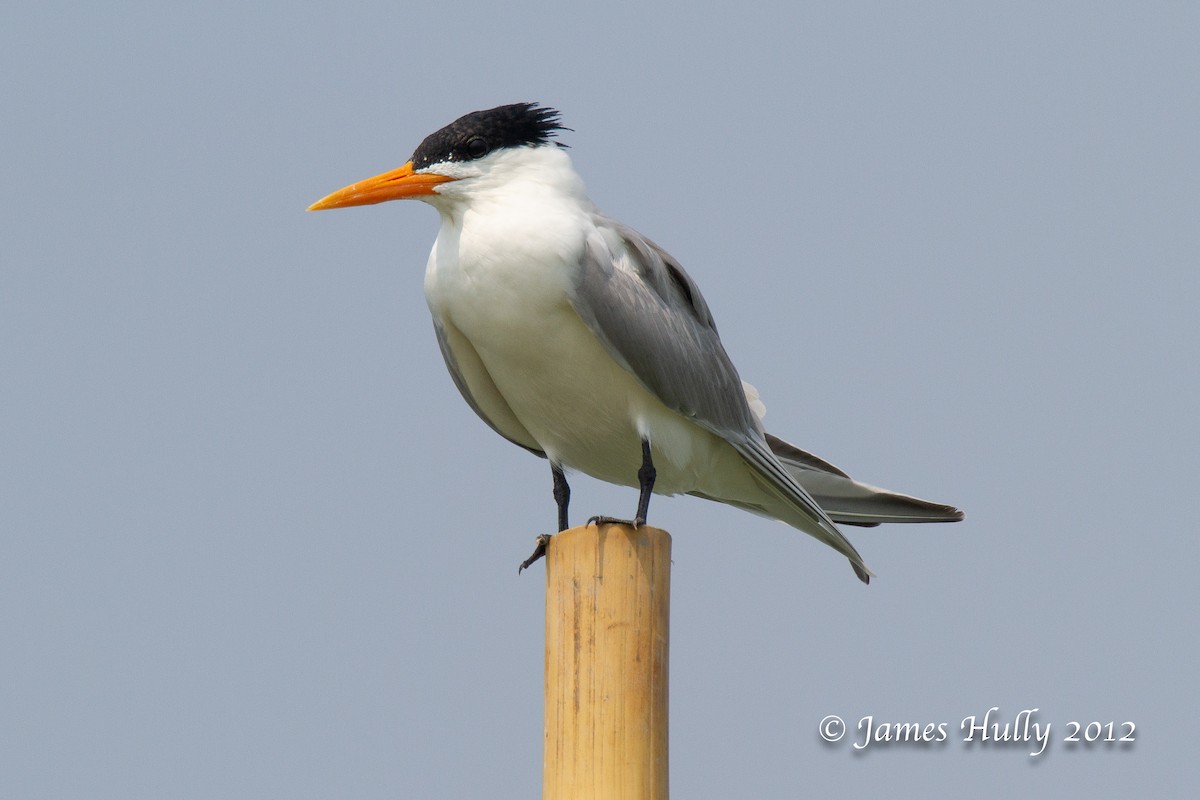 Lesser Crested Tern - ML471466781