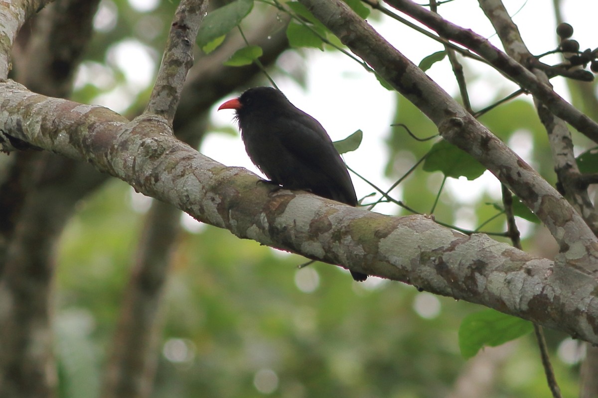 Black-fronted Nunbird - ML471466961