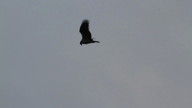 Osprey (carolinensis) - ML471467