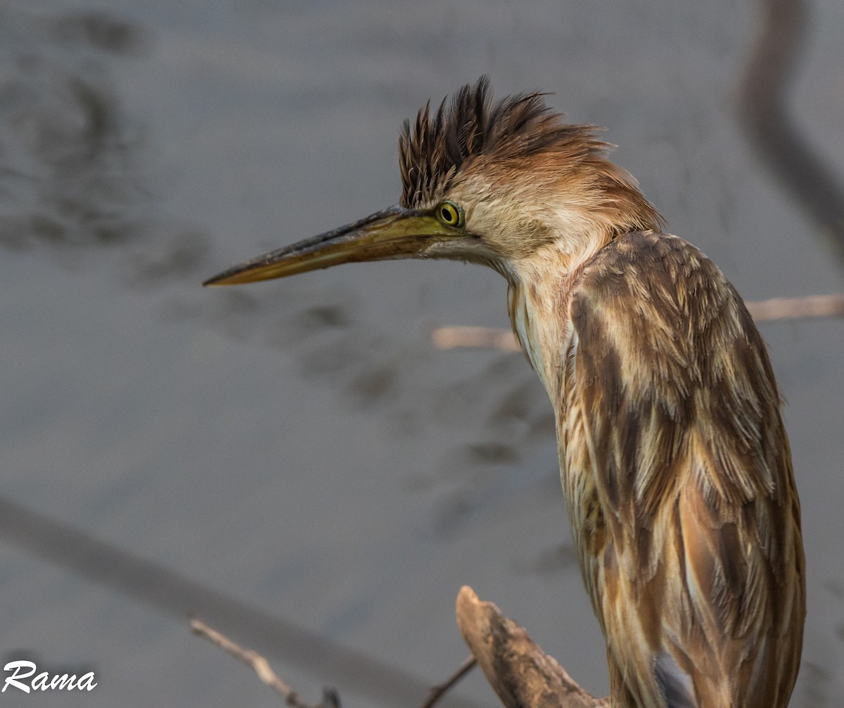 Yellow Bittern - ML47146711