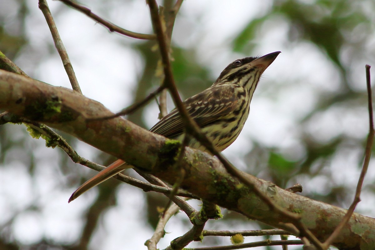 Streaked Flycatcher - ML471467181