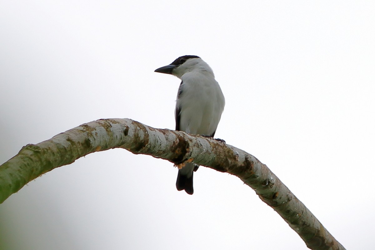 Black-crowned Tityra - ML471467281
