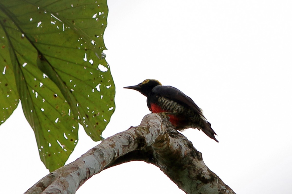 Yellow-tufted Woodpecker - ML471467961