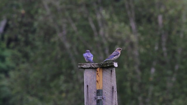 Eastern Bluebird (Eastern) - ML471468