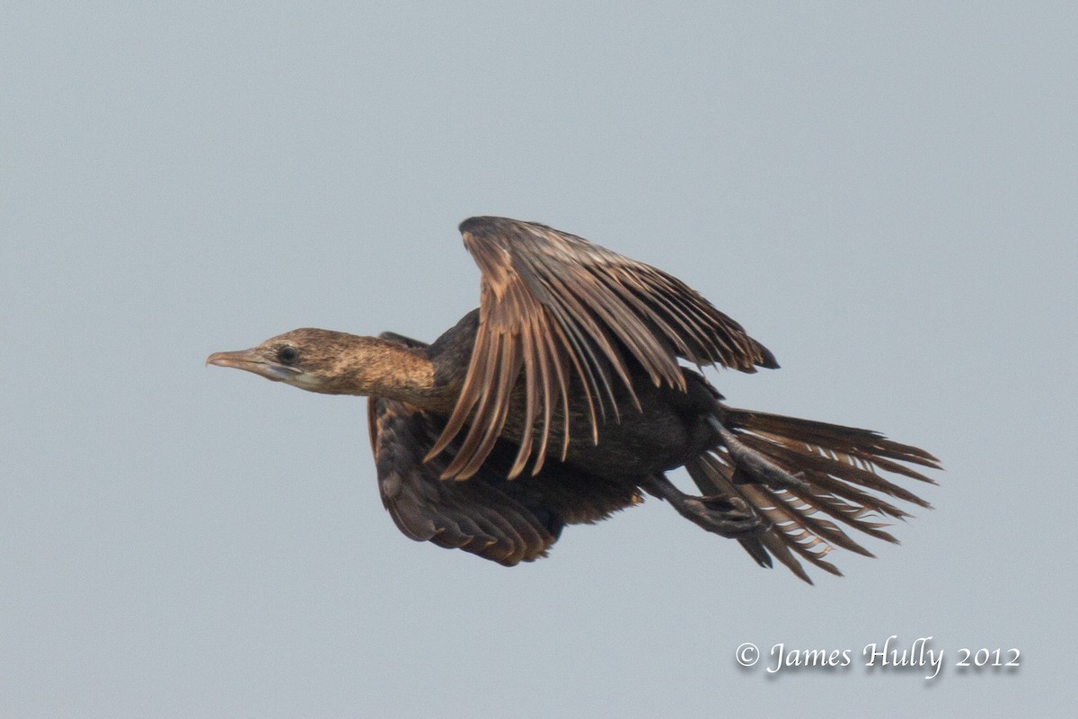 Little Cormorant - ML471468251