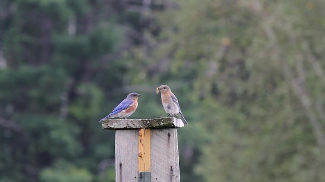 Eastern Bluebird (Eastern) - ML471469