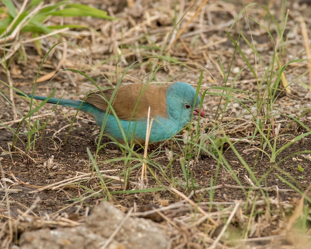 Blue-capped Cordonbleu - Hank Davis