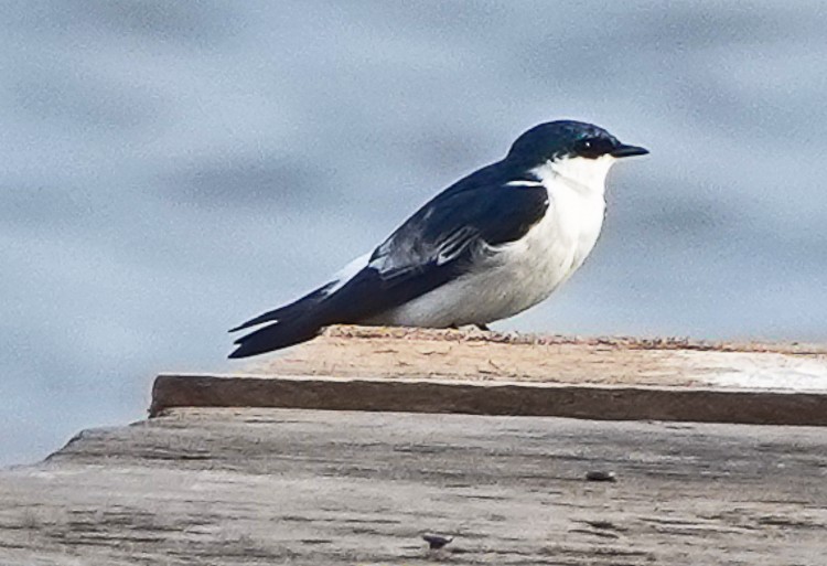 White-winged Swallow - ML471469571