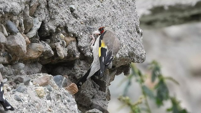 European Goldfinch - ML471469851