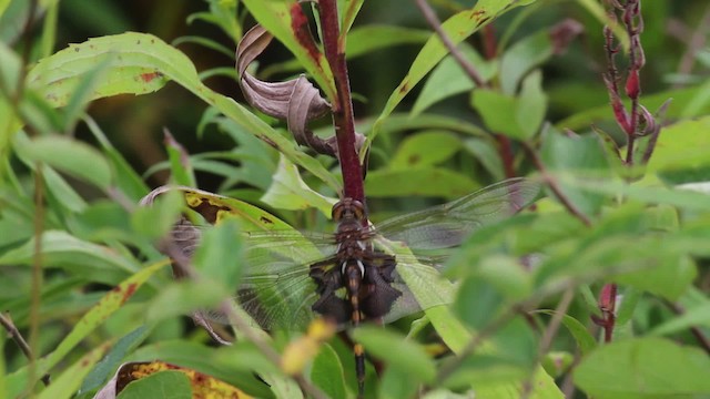 Black Saddlebags - ML471471