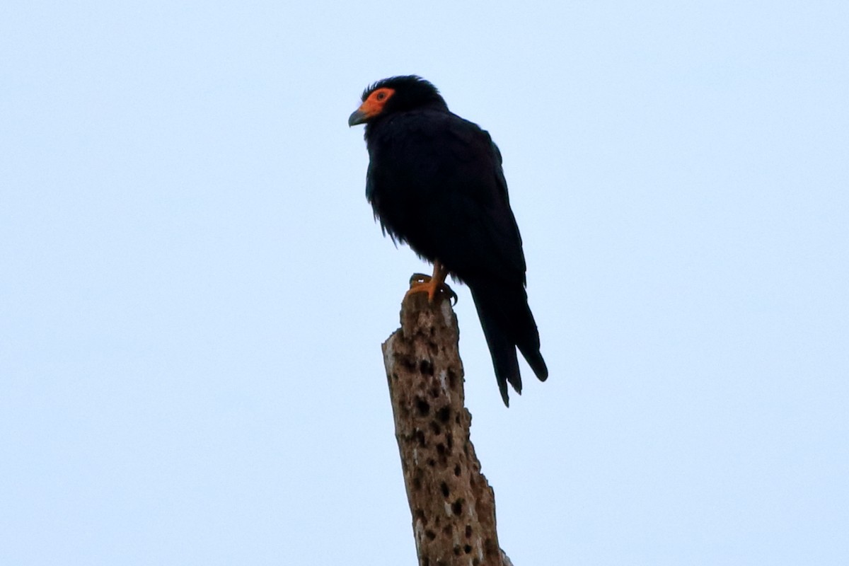 Black Caracara - ML471471401