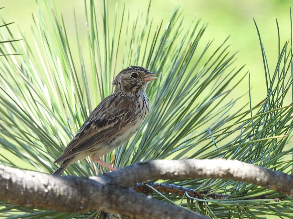 Vesper Sparrow - ML471472171