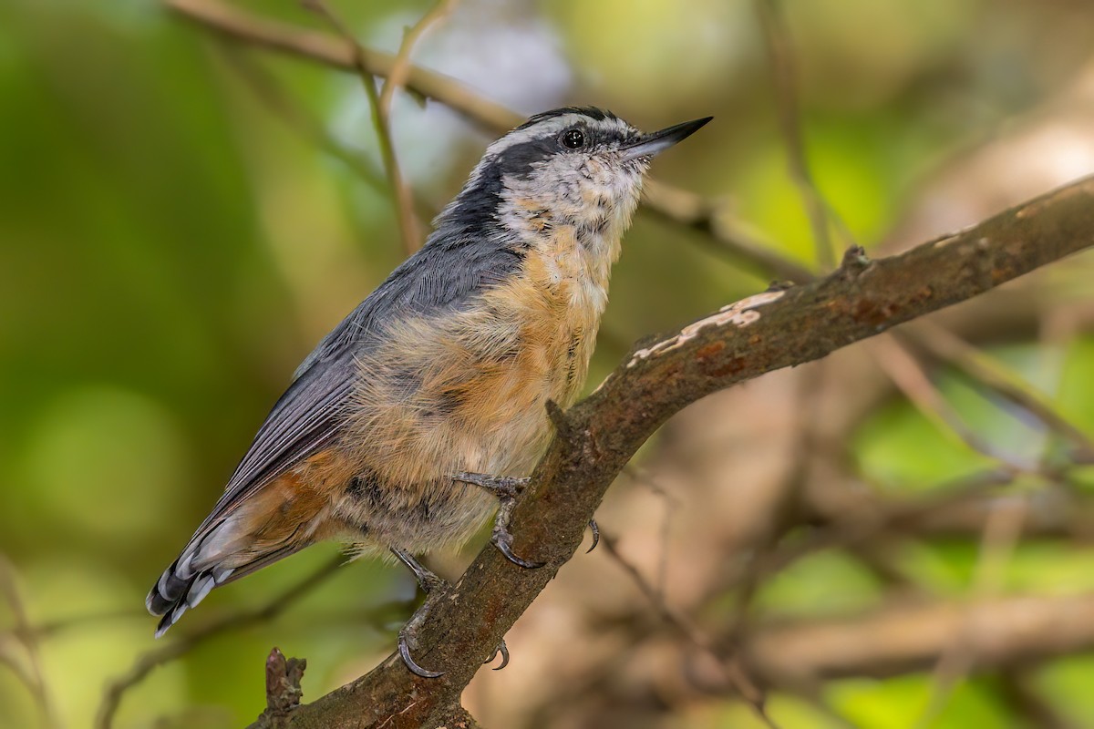 Red-breasted Nuthatch - ML471473511