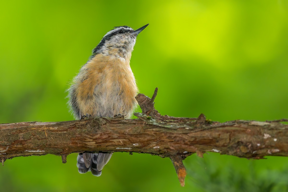 Red-breasted Nuthatch - ML471473531