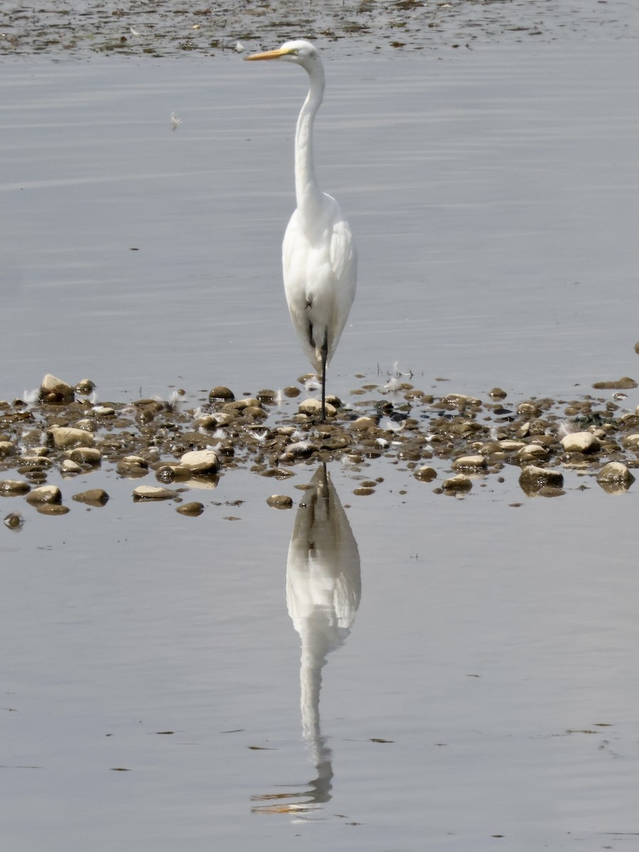 Great Egret - ML471473731