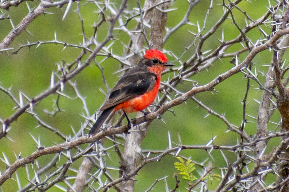 Vermilion Flycatcher (saturatus) - Sarah M