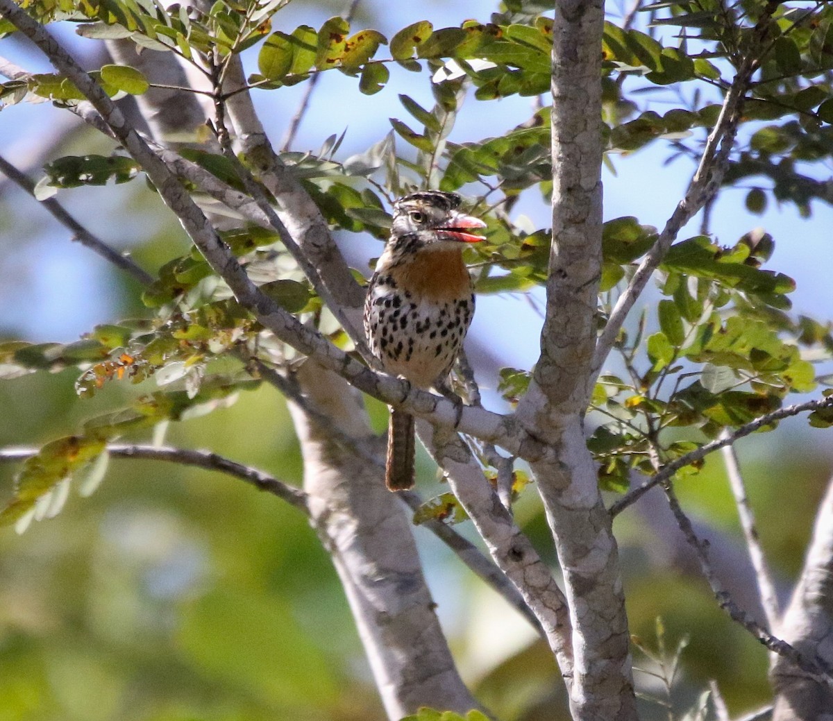 Spot-backed Puffbird - ML471475621