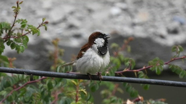 House Sparrow - ML471476761