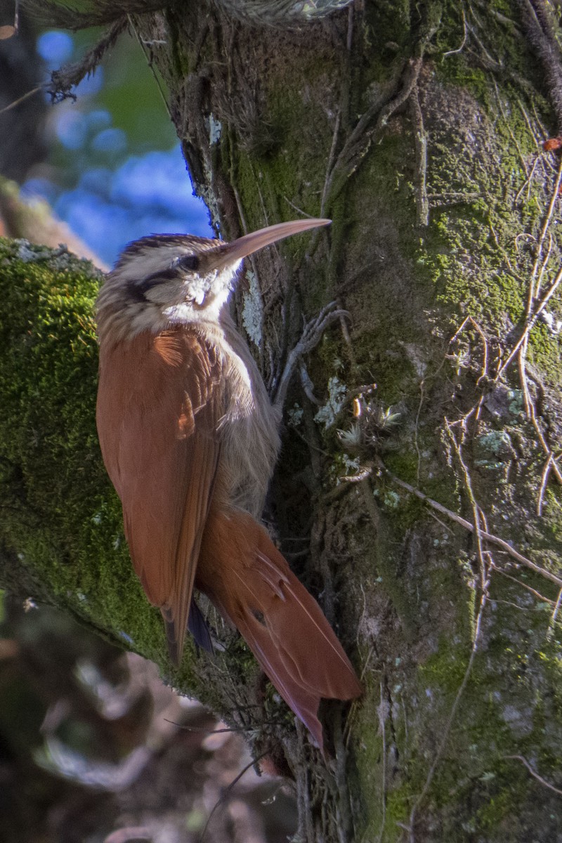 Narrow-billed Woodcreeper - ML471477491