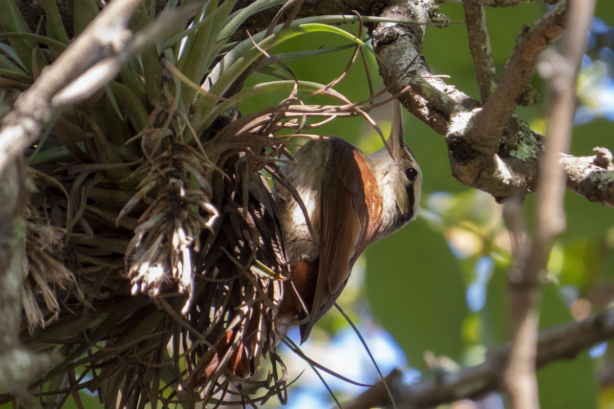 Narrow-billed Woodcreeper - ML471477501