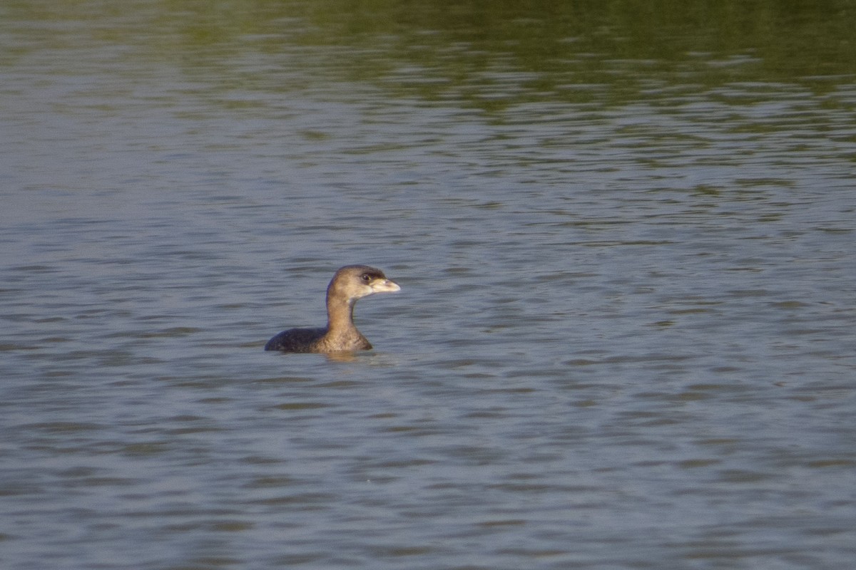 Pied-billed Grebe - ML471477781