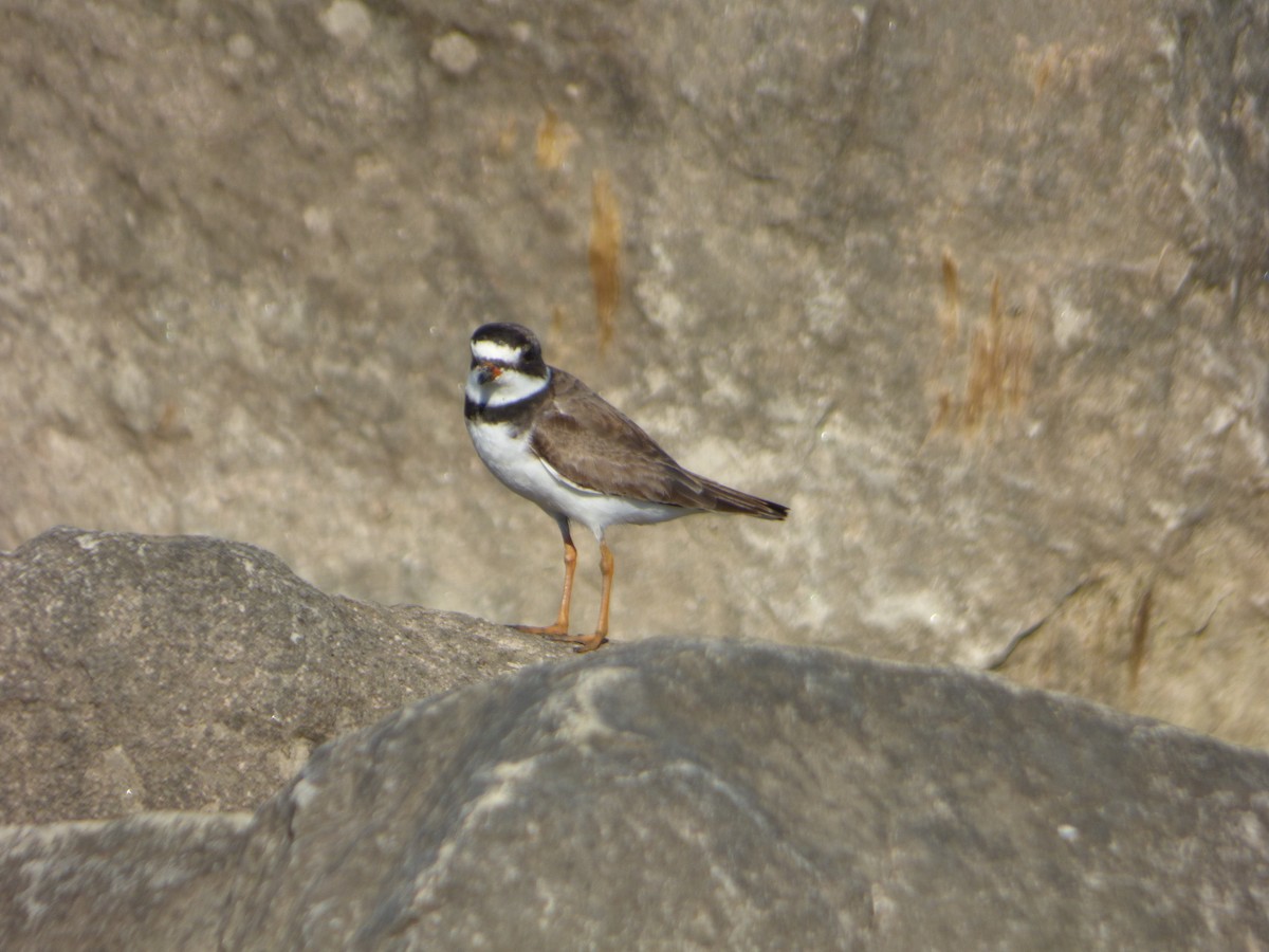 Semipalmated Plover - ML471477971