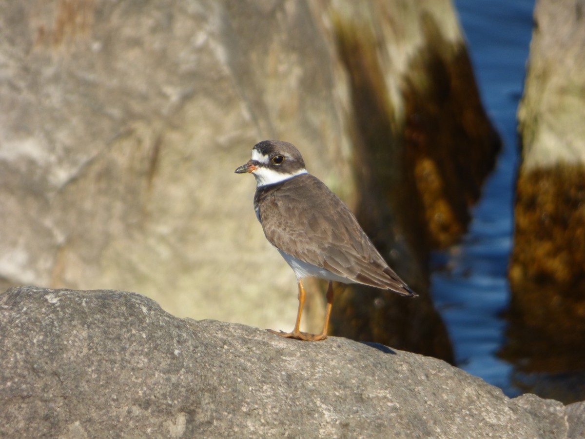 Semipalmated Plover - ML471477981