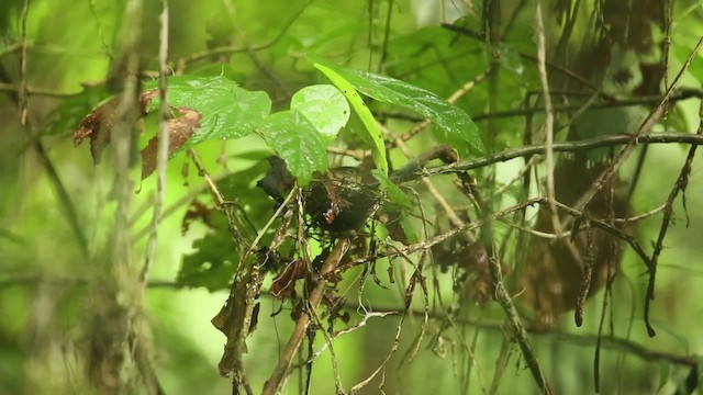 Scaly-crowned Babbler - ML471478