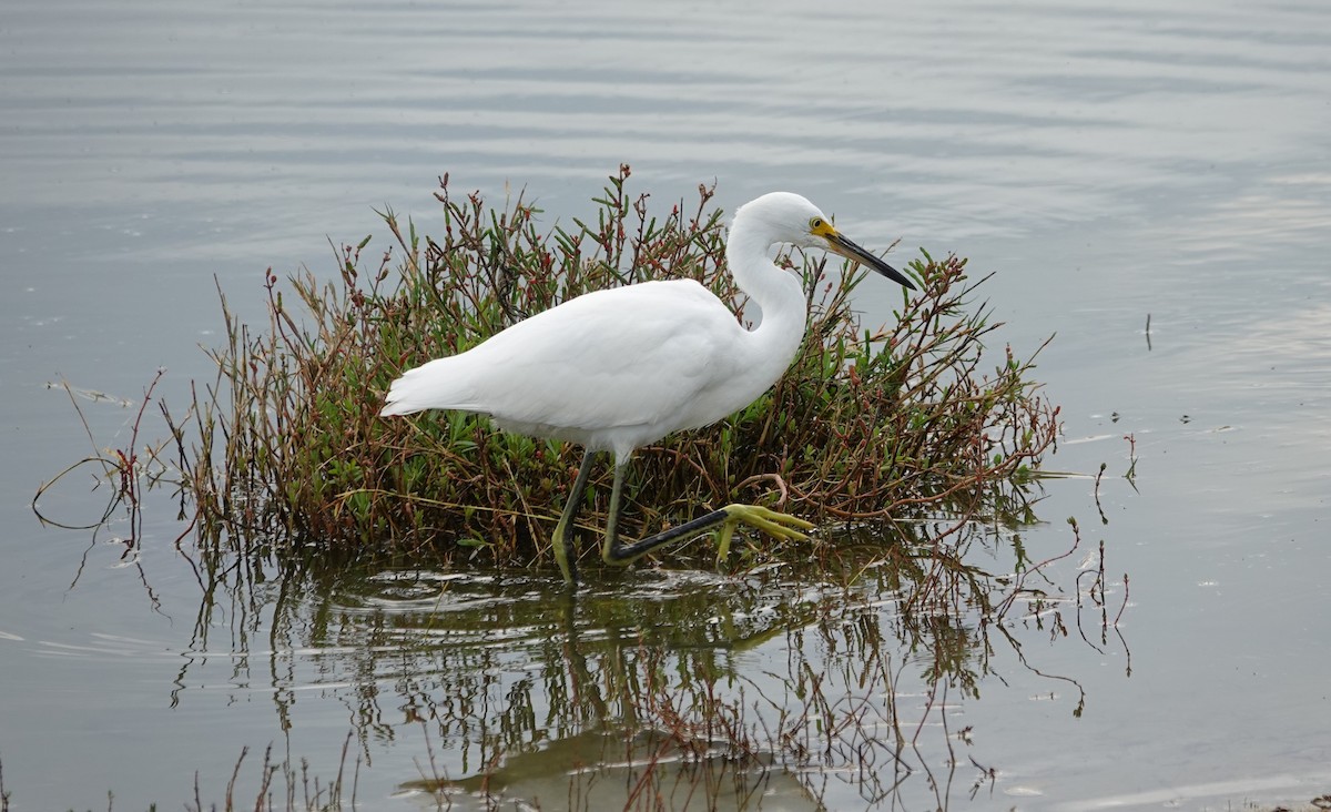 Snowy Egret - ML471478781