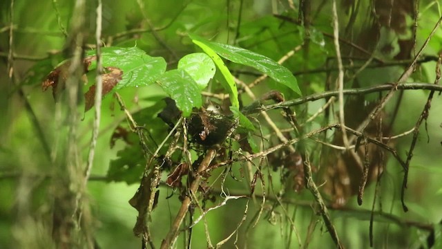 Tordina Coroniescamada - ML471479