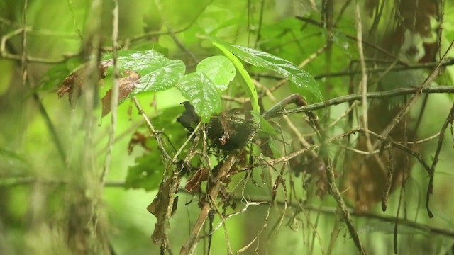 Scaly-crowned Babbler - ML471480